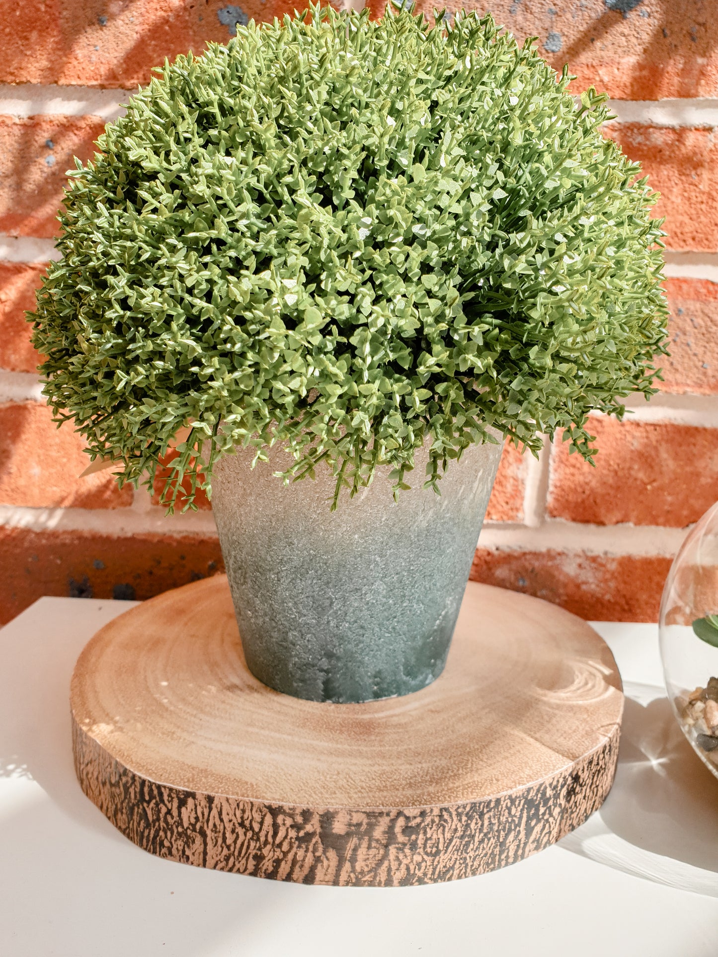 Faux Hebe in Pot