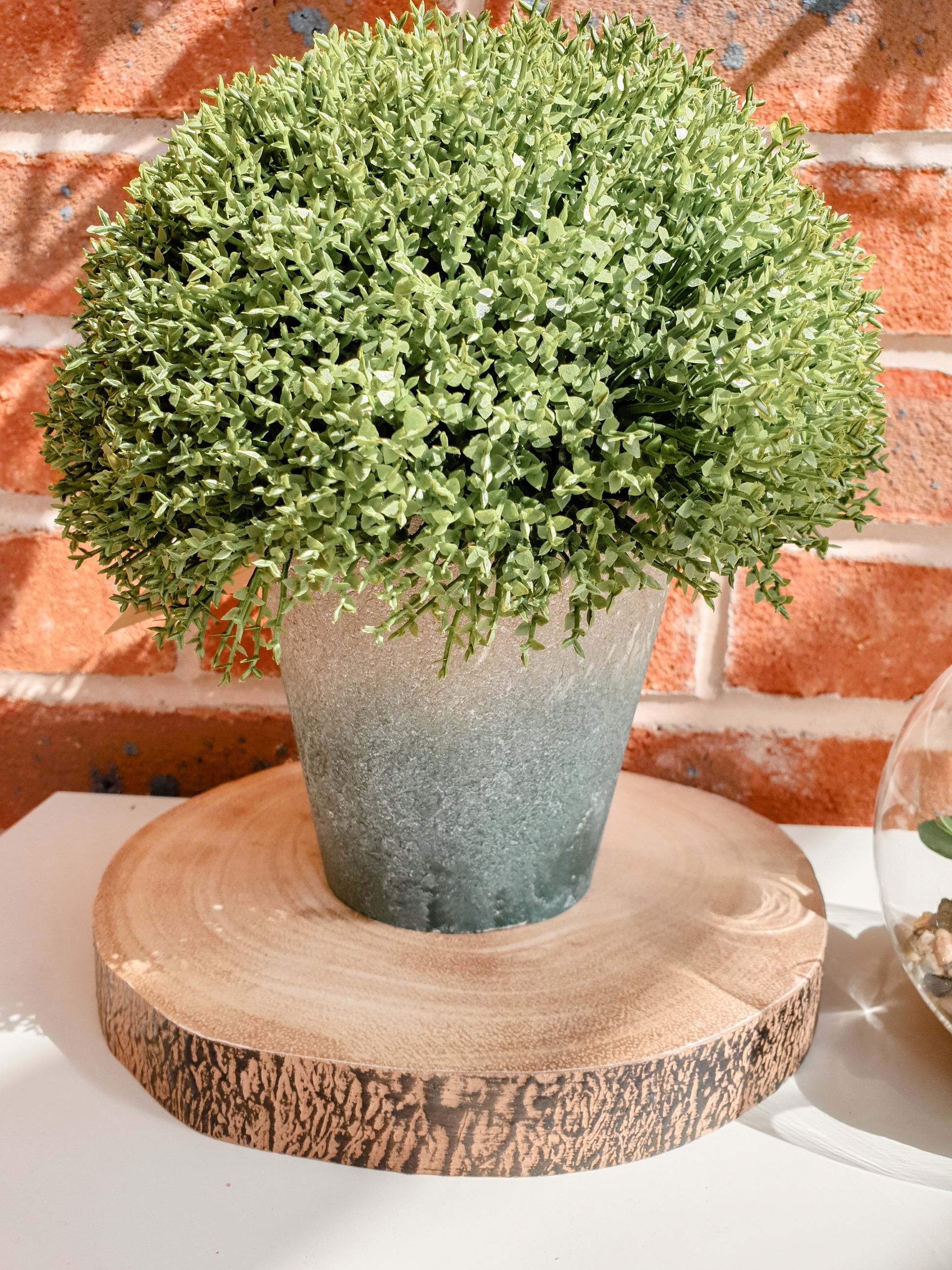 Faux Hebe in Pot