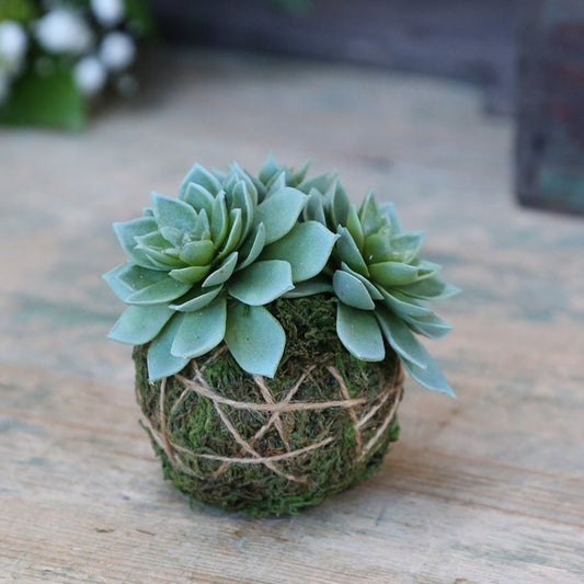 Succulent in moss ball